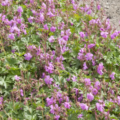 Geranium dalmaticum - Geranium | Achat direct au producteur