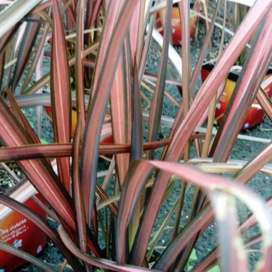 Phormium 'Evening Glow' - Phormium | Achat direct au producteur