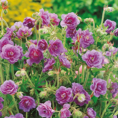 Geranium himalayense 'Plenum' - Geranium | Achat direct producteur