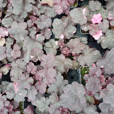 Heuchera 'Midnight Rose' - Heuchera | Achat direct au producteur
