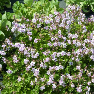 Geranium macrorrhizum 'Spessart' - Geranium | Achat producteur