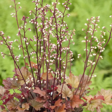 Heuchera 'Georgia Peach' - Heuchera | Achat direct au producteur