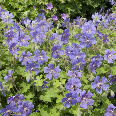 Geranium renardii 'Philippe Vapelle' - Geranium | Achat producteur