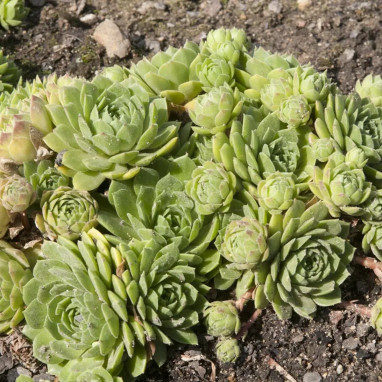 Sempervivum montanum - Joubarbe | Achat direct au producteur