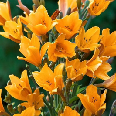 Hemerocallis 'Corky Orange' - Lys d'un jour | Achat producteur