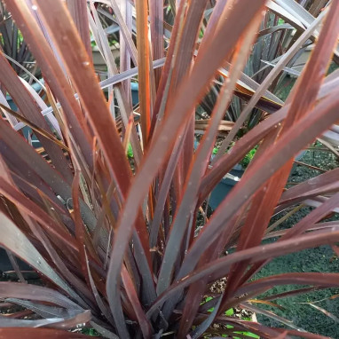 Phormium 'Platt's Black' - Phormium | Achat direct au producteur