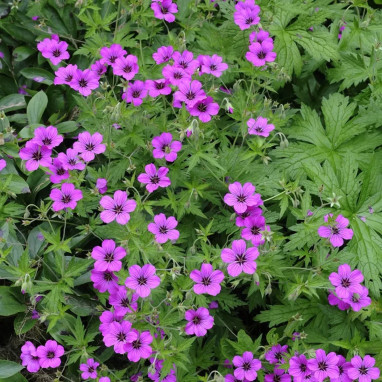 Geranium cinereum 'Sateene' - Geranium | Achat direct au producteur