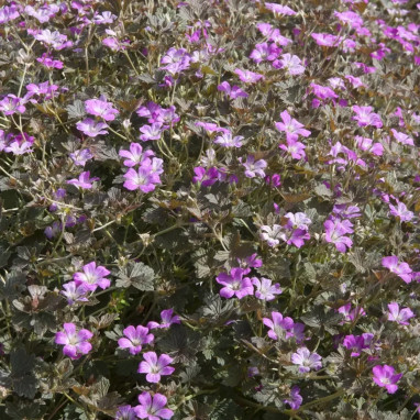 Geranium 'Orkney Cherry' - Geranium | Achat direct au producteur
