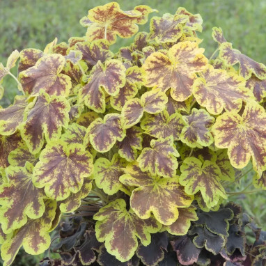Heucherella 'Solar Eclipse' - Heucherella | Achat direct au producteur