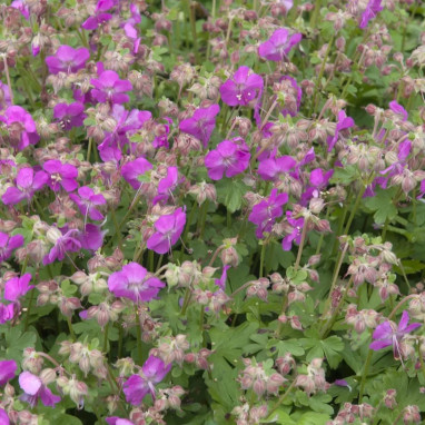 Geranium cantabrigiense 'Crystal Rose' - Geranium | Achat producteur