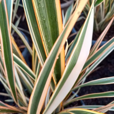 Phormium 'Duet' - Phormium | Achat direct au producteur