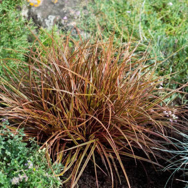 Uncinia rubra 'Firedance' - Uncinia | Achat direct au producteur