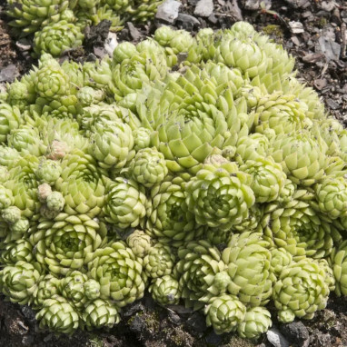 Sempervivum x allionii - Joubarbe | Achat direct au producteur