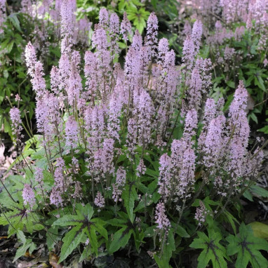 Tiarella 'Pink Skyrocket' - Tiarella | Achat direct au producteur