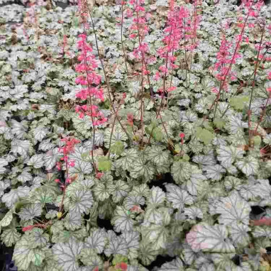 Heuchera 'Paris'® - Heuchera | Achat direct au producteur