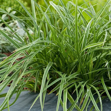 Carex morrowii 'Variegata' - Carex | Achat direct au producteur