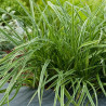 Carex Morrowii 'Variegata' ('Silver Spectre')