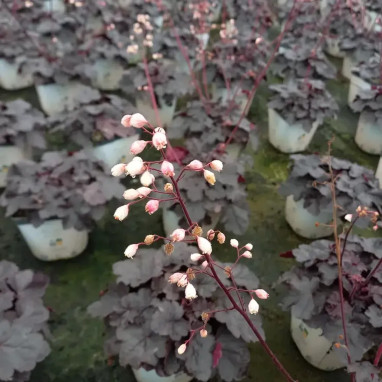 Heuchera Little Cuties 'Coco' - Heuchera | Achat direct au producteur