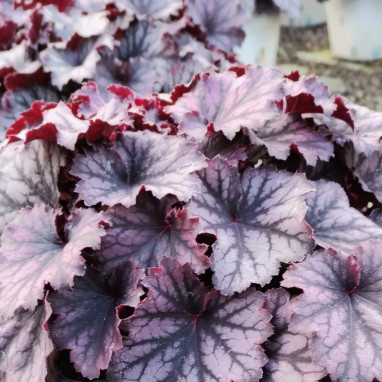 Heuchera 'Little Cuties Frost'® - Heuchera | Achat direct au producteur
