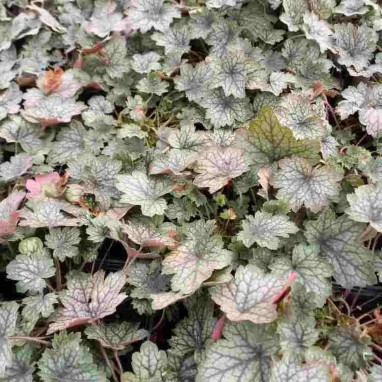 Heuchera Little Cuties 'Peppermint' | Achat direct au producteur