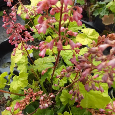 Heuchera Little Cuties 'Sweet Tart' - Heuchera | Achat producteur