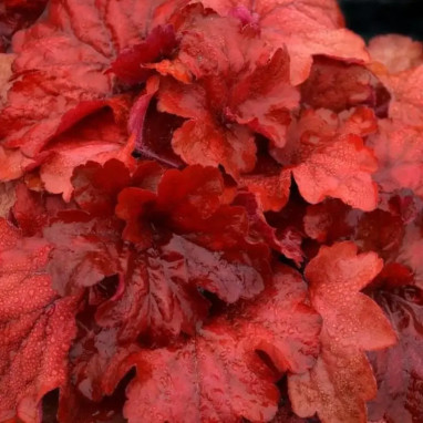 Heuchera 'Fire Alarm' - Heuchera | Achat direct au producteur