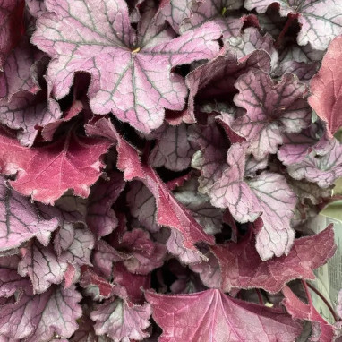 Heuchera Forever Purple - Heuchera | Achat direct au producteur