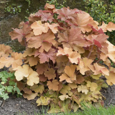 Heuchera villosum 'Caramel' - Heuchera | Achat direct au producteur
