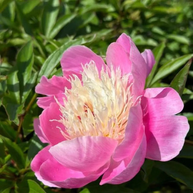 Pivoine 'Bowl of Beauty' - Paeonia | Achat direct au producteur