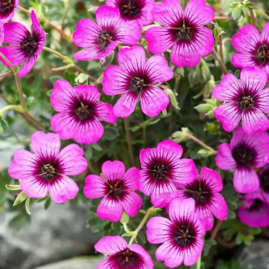 Geranium cinereum 'Jolly Jewel Night' | Achat direct au producteur