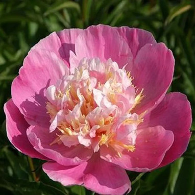 Pivoine 'Bowl of Love' - Paeonia | Achat direct au producteur