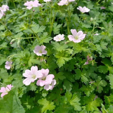 Geranium Dreamland - Geranium | Achat direct au producteur