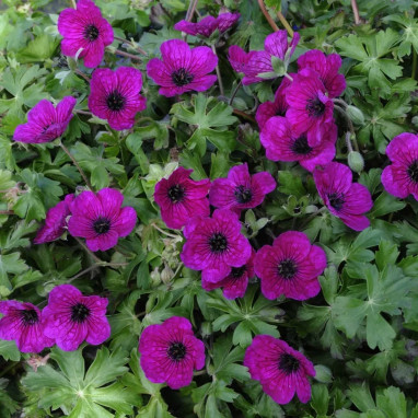 Geranium cinereum 'Splendens' - Geranium | Achat producteur