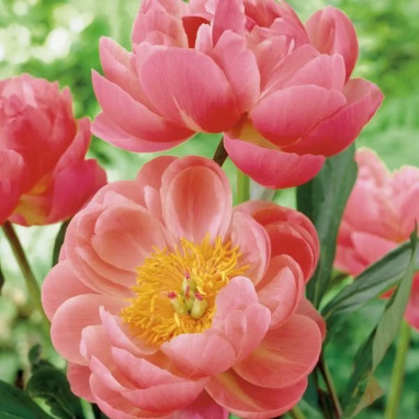Pivoine 'Coral Charm' - Paeonia | Achat direct au producteur