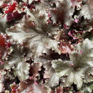 Heuchera 'Black Taffeta' - Heuchera | Achat direct au producteur