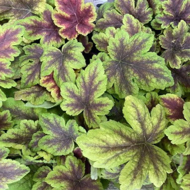 Heucherella 'Golden Zebra' - Heucherella | Achat direct au producteur