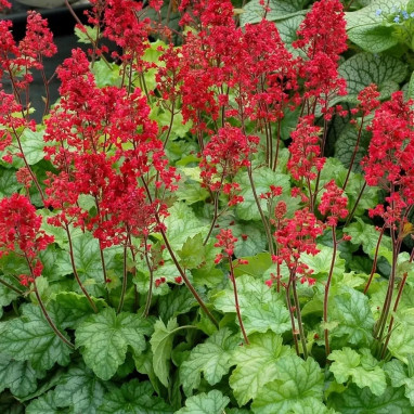 Heuchera 'City Tokyo'® - Heuchera | Achat direct au producteur