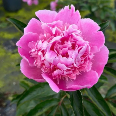 Pivoine 'Monsieur Jules Elie' - Paeonia | Achat direct au producteur