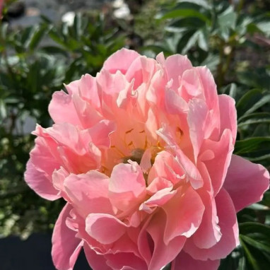 Paeonia lactiflora 'Pink Hawaiian Coral' | Achat direct au producteur