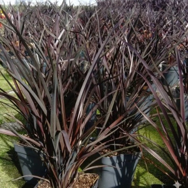 Phormium 'Red Sensation' - Phormium | Achat direct au producteur