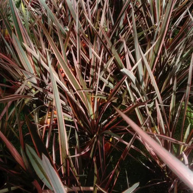Phormium 'Flamingo' - Phormium | Achat direct au producteur