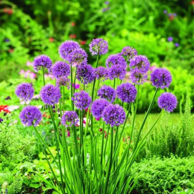 Allium 'Millenium' - Allium | Achat direct au producteur