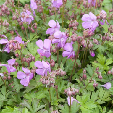 Geranium cantabrigiense 'Westray' - Geranium | Achat producteur