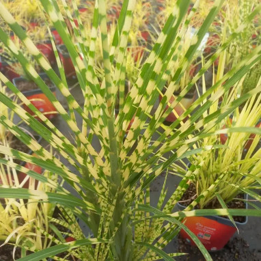 Miscanthus sinensis 'Gold Bar' - Miscanthus | Achat direct au producteur