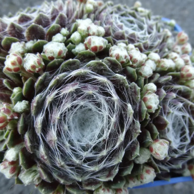 Sempervivum Chick Charms 'Cotton Candy' | Achat producteur