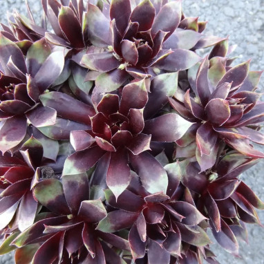 Sempervivum 'Cranberry Cocktail' - Joubarbe | Achat producteur