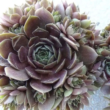 Sempervivum 'Plum Parfait' - Joubarbe | Achat direct au producteur