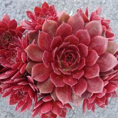 Sempervivum 'Cherry Berry' - Joubarbe | Achat direct au producteur