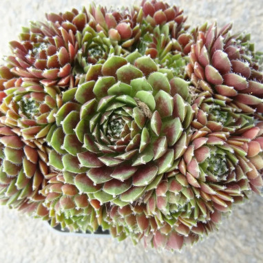 Sempervivum CHICK CHARMS 'Cinnamon Starburst' | Achat producteur