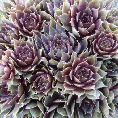 Sempervivum CHICK CHARMS 'Berry Blues' | Achat direct au producteur